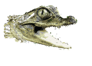 Crocodilians