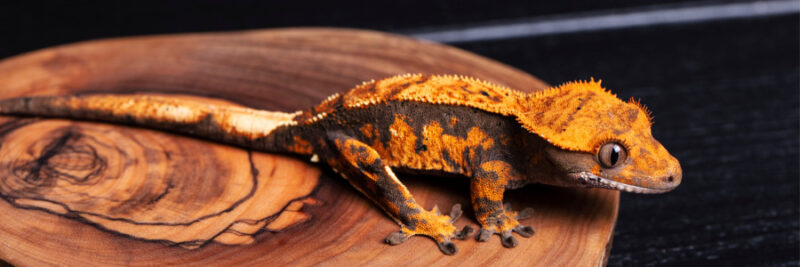 Crested Gecko Care Guide - Find Your Reptile - Community & Marketplace