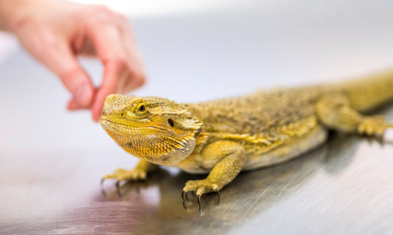 The Best Starter Reptiles for Kids: Top 10 Beginner Pets