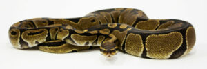 The Best Starter Reptiles for Kids: Top 10 Beginner Pets