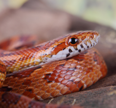 Corn Snake Care