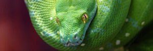 Green Tree Python Care - Find Your Reptile - Community and Marketplace