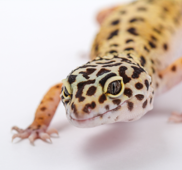 Leopard Gecko Care