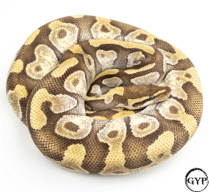 Lesser Fire Enchi Ball Python – Gopher Your Pet