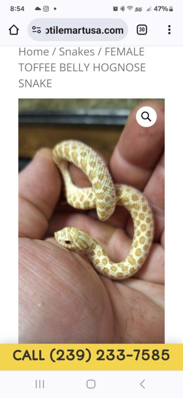 FEMALE TOFFEE BELLY HOGNOSE SNAKE – Reptile Mart