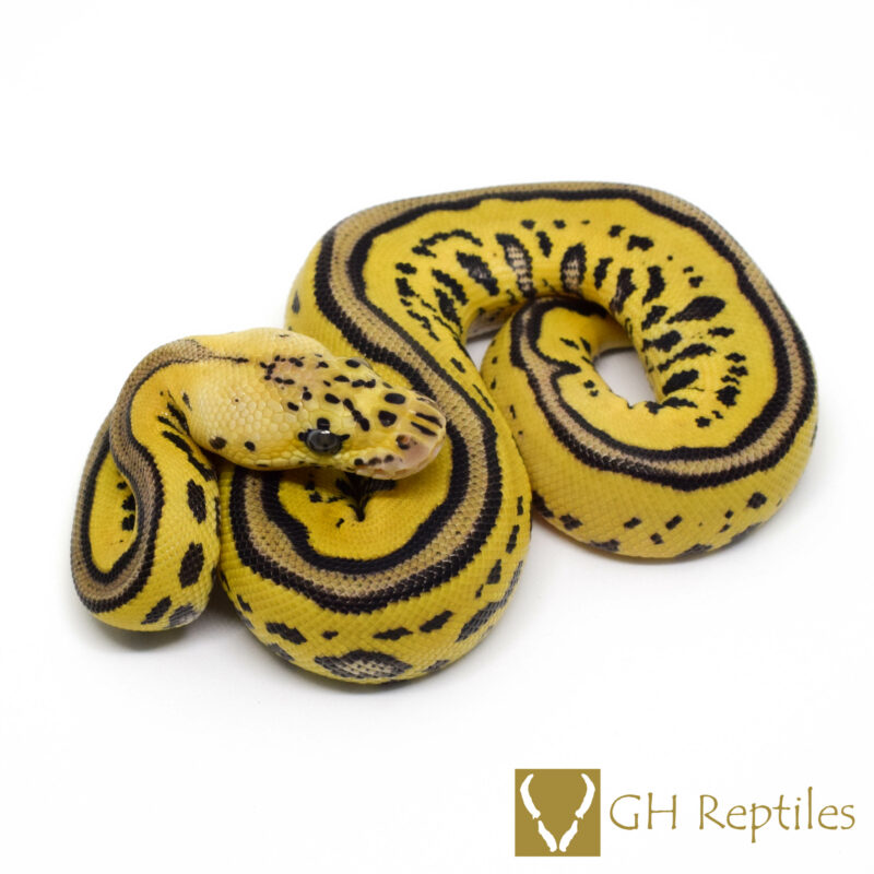 Pastel yellow belly leopard clown – GH Reptiles