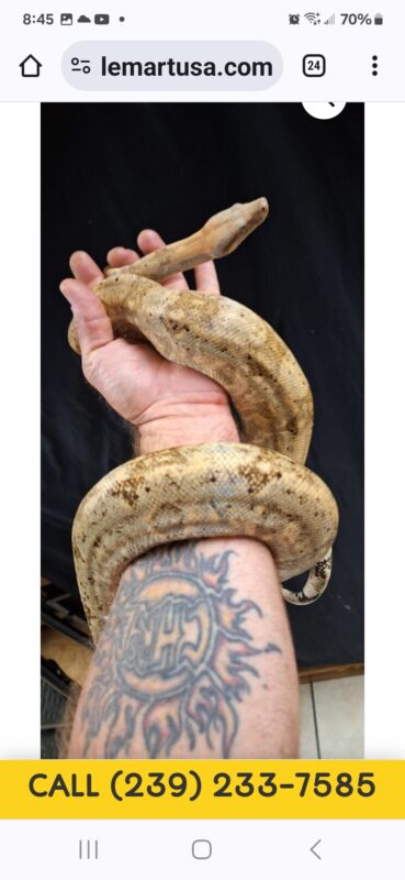 5 YEAR OLD PROVEN BREEDER HOG ISLAND BOA – Reptile Mart