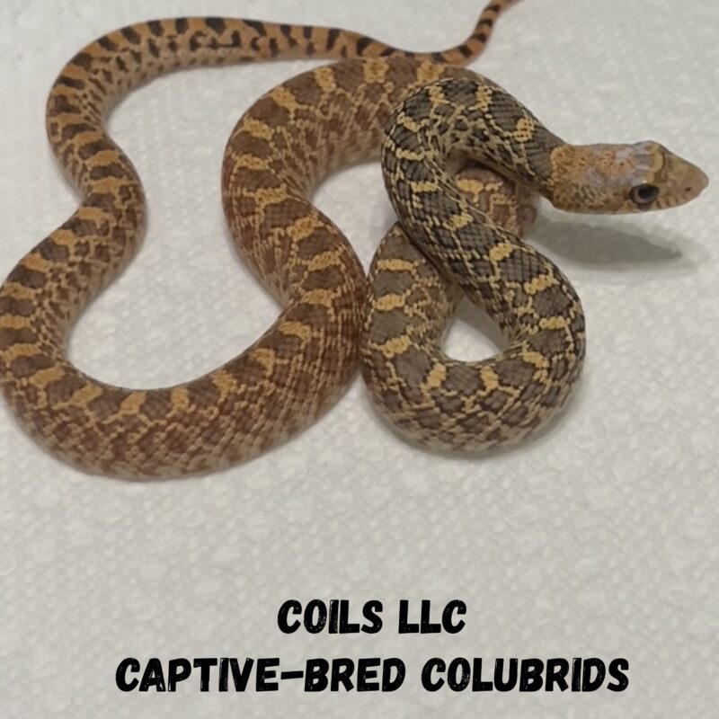 Hypo Bull Snake 2023 Male – Coils Captive-Bred Colubrids