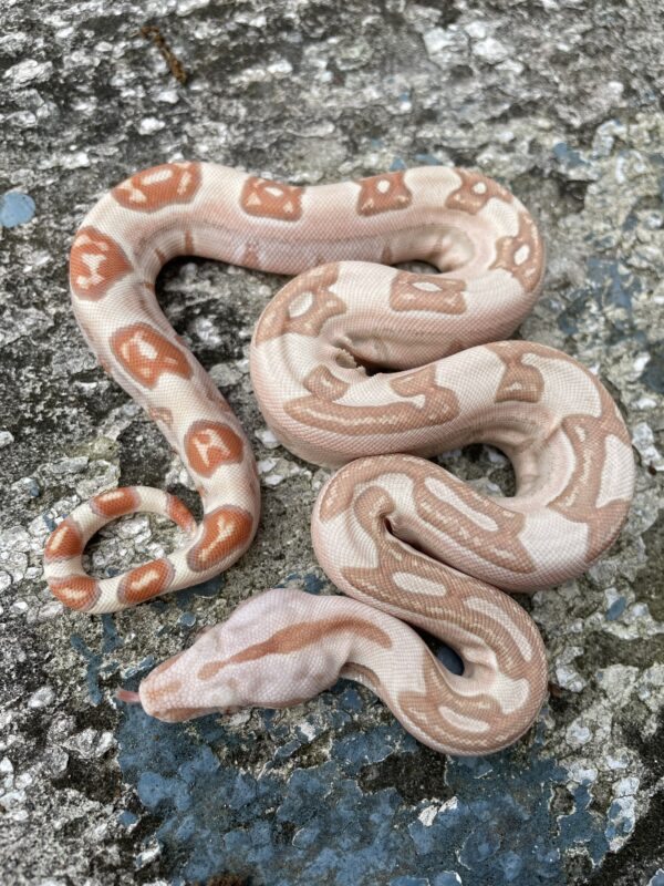 Vpi Labyrinth Pink Panther Poss Jungle – Jaidenray@gmail.com