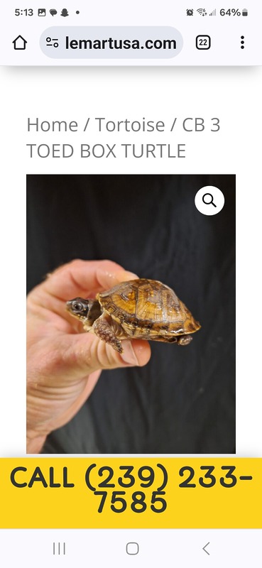 3 Toed Box Turtle – Reptile Mart