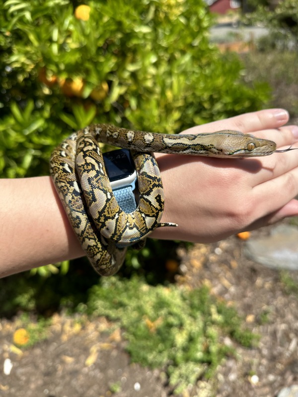 50% SD Male Retic 100% Het Anthrax – Phoebe’s Phriends