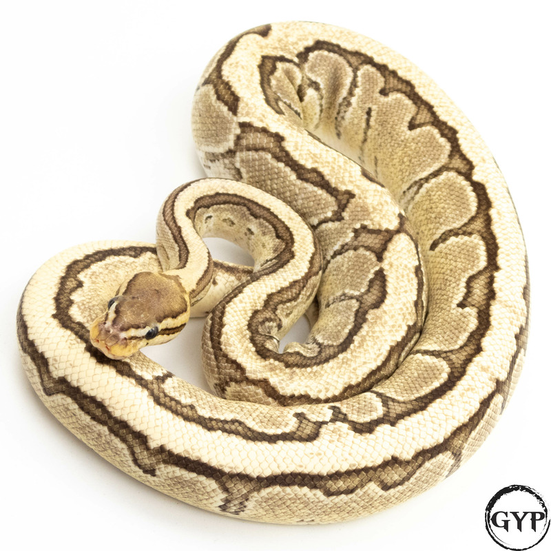 2022 Disco Fire Pinstripe Ball Python female. – Gopher Your Pet