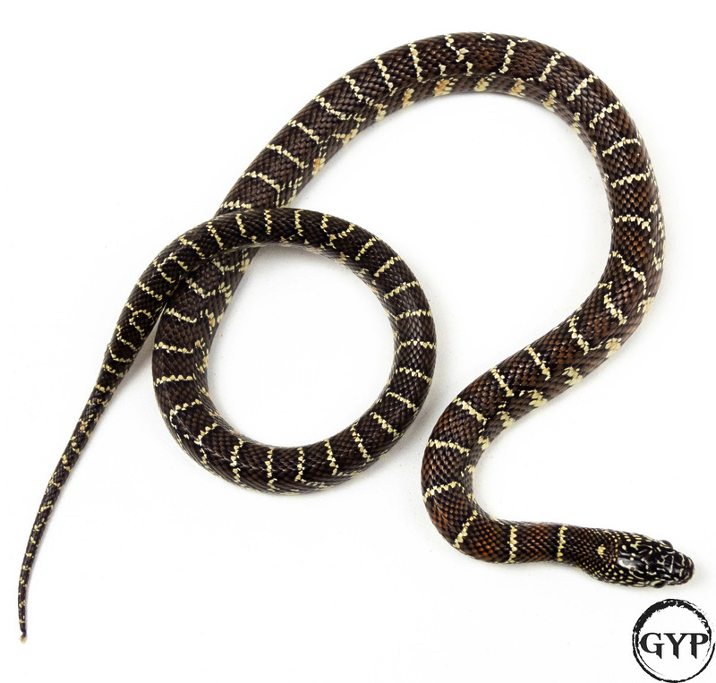 Peanut Butter Florida Kingsnake – Gopher Your Pet