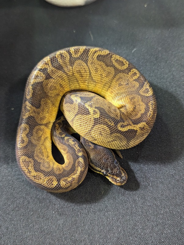 Sunset male – Kade Exotics