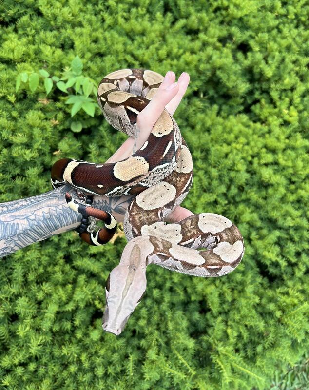 Juvenile Guyana Boa – SATOO REPTILES & AQUATICS