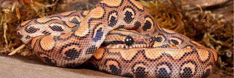 Brazilian Rainbow Boa Care Sheet: Expert Tips for a Thriving Boa