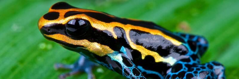 Amphibians