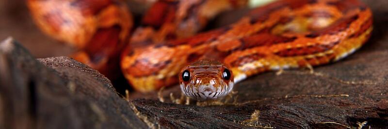 Cornsnakes
