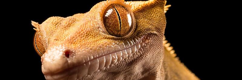 Crested Geckos
