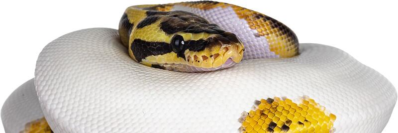 Ball Pythons