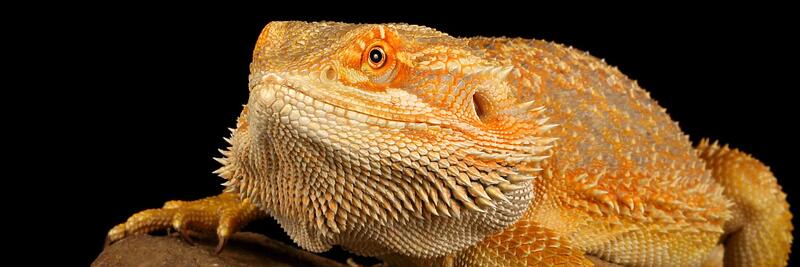 Bearded Dragons