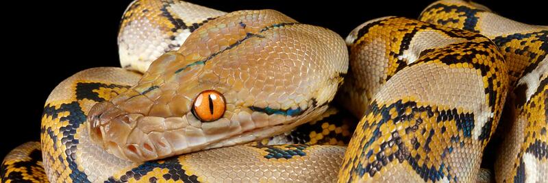 Reticulated Pythons