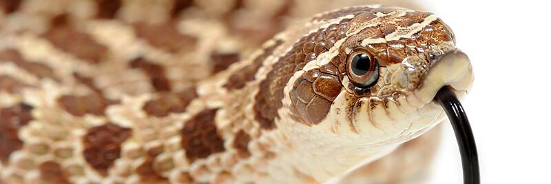 Western Hognose