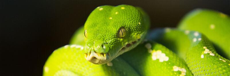Green Tree Pythons