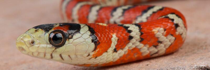 Kingsnakes