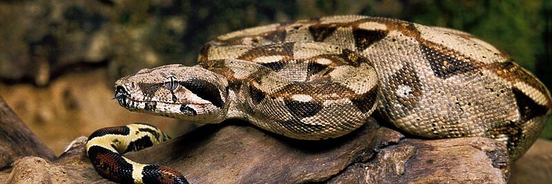 Boa Imperator