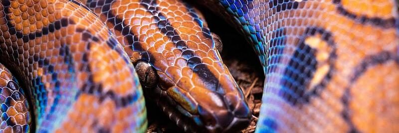 Brazilian Rainbow Boas