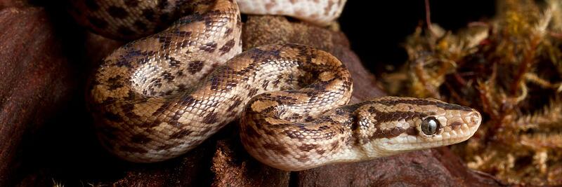 Colombian Rainbow Boas