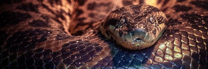 Other Boas