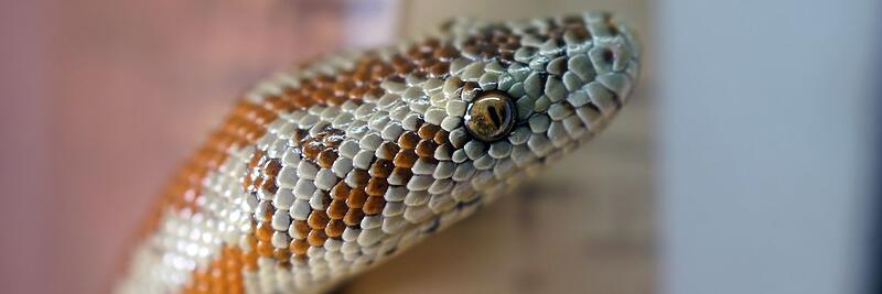 Rosy Boas