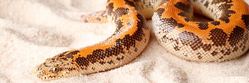 Sand Boas
