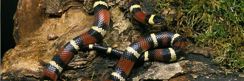 Milksnakes