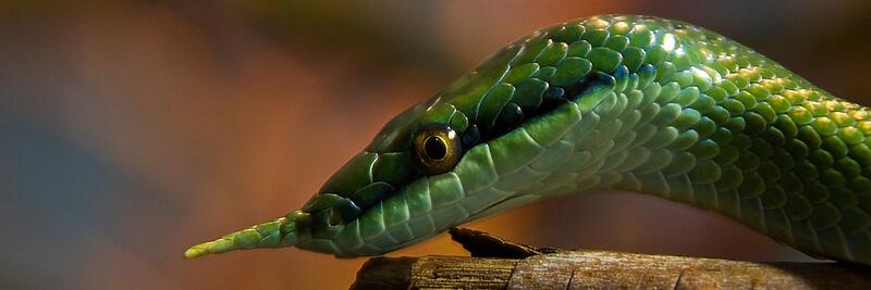 Ratsnakes
