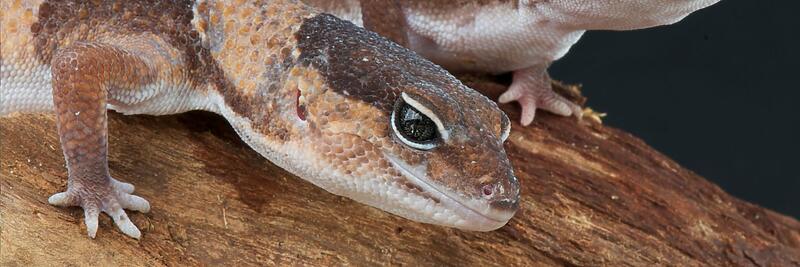 Fat-Tailed Geckos
