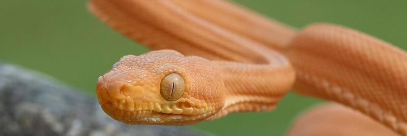 Arboreal Boas