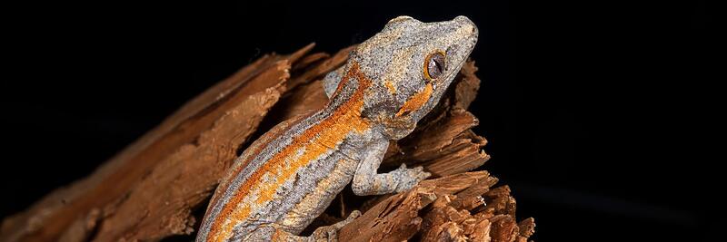Gargoyle Geckos