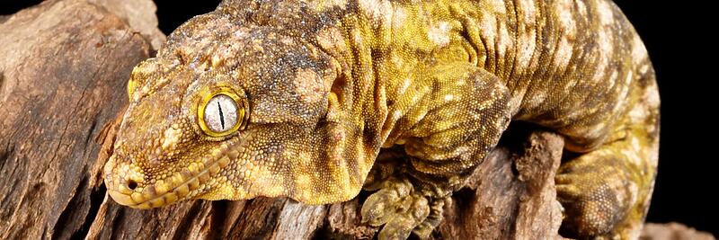 Leachianus Geckos