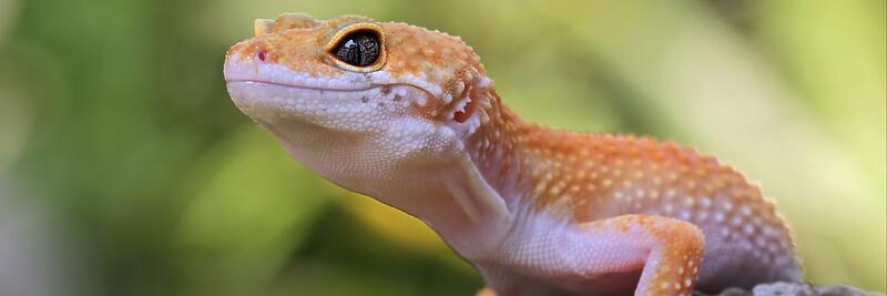 Leopard Geckos