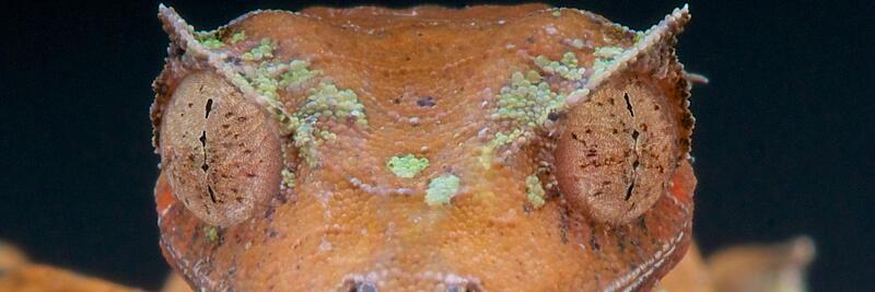 Other Geckos