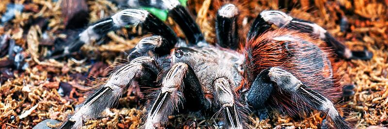 Invertebrates
