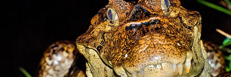 Crocodilians