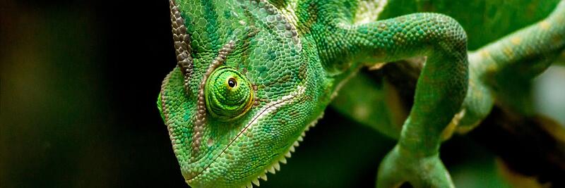 Chameleons
