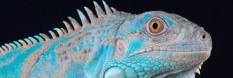 Iguanas