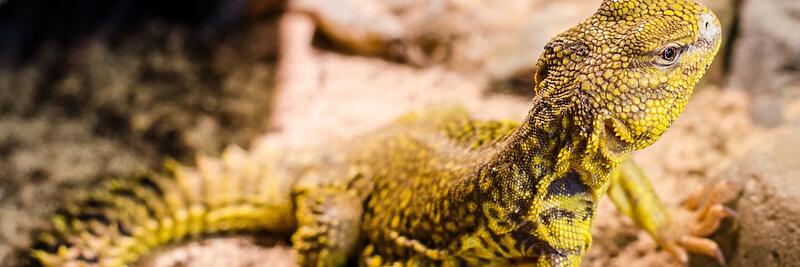 Other Lizards
