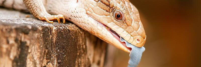 Skinks