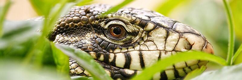 Tegus